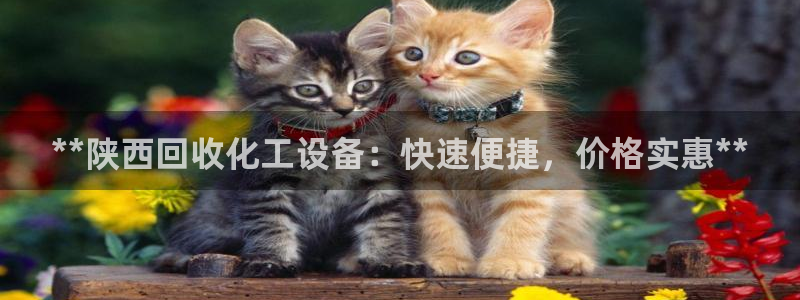新城平台登录入口官网