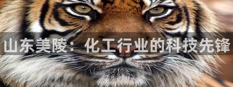 新城平台怎么样